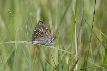 Motyl modraszek zamgleniec na łące