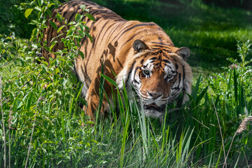 Bengal Tiger in Grass