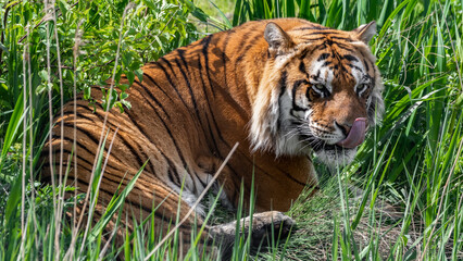 Bengal Tiger in Grass