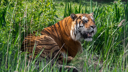 Bengal Tiger in Grass
