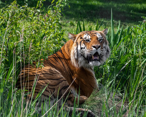 Bengal Tiger in Grass