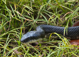 Eastern rat snake.
