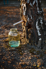 Close-up of a jar of birch sap near a birch tree at sunset.