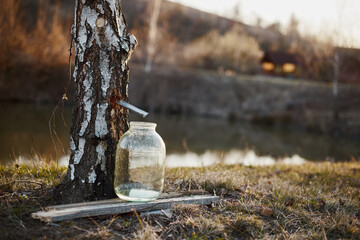 Close-up of a jar of birch sap near a birch tree at sunset.