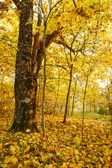 Obraz premium beautiful autumn in the park