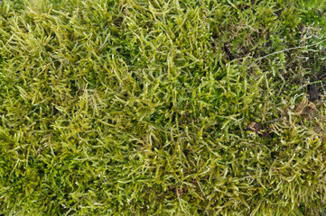 The texture of the background is green moss. High quality photo