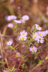 Purple daisy flowers. Beautiful floral background