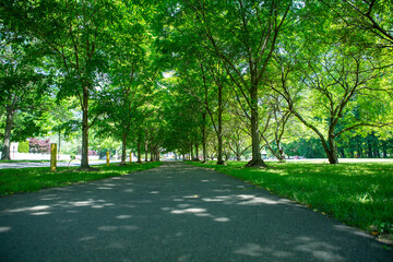 Fototapeta na wymiar Tunnel of trees along a paved path