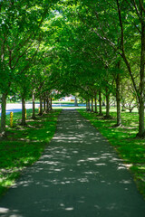 Portrait of tunnel of trees along a city park path