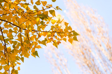 Autumn leaves on the tree. Season of colorful foliage.	