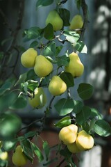 In the garden, pears ripen on a tree branch. Selective focus on a pear against the backdrop of beautiful bokeh