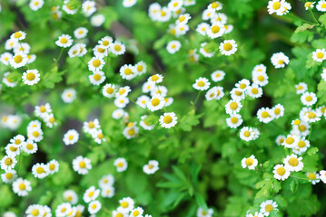 daisy flowers. summer garden. chamomile in the meadow.
