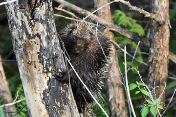 Country scene of a frightened porcupine hiding behind a fence post