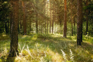 Forest glade with grass surrounded by pine trees brightly lit by sunlight © Maxwell Turnhouse