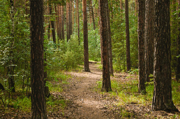 Hiking trail in the middle of a dense green forest and pine trunks