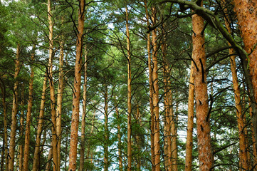 Fototapeta premium Numerous trunks of pine trees with the lower dried branches and green fluffy crowns and orange bark
