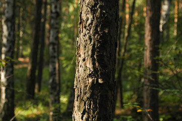 Fototapeta premium One part of the pine trunk and its bark is lit in sunlight close-up, the other is in the shade against the background of a green forest and other trees