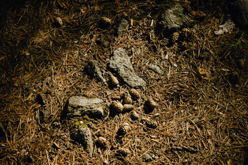Pine cones lie on the soil of rotting needles next to stones and illuminated by sunlight