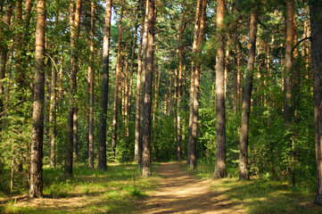 Pine trees and their path lit by warm evening sunlight in a green pine forest