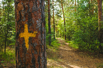 Obraz premium Pine trunk close-up with a yellow mark in the form of a cross against the backdrop of a sunlit green pine forest and path