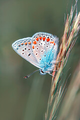 Macro shots, Beautiful nature scene. Closeup beautiful butterfly sitting on the flower in a summer garden.