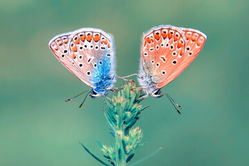 Macro shots, Beautiful nature scene. Closeup beautiful butterfly sitting on the flower in a summer...