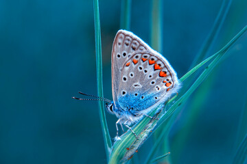 Macro shots, Beautiful nature scene. Closeup beautiful butterfly sitting on the flower in a summer garden.