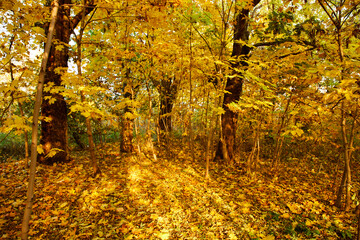 beautiful autumn in the park