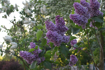 lilac at sunset