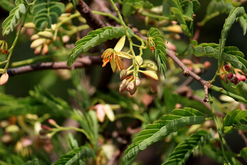 Close-up view of the tamarind flower.