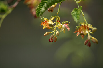 Close-up view of the tamarind flower.
