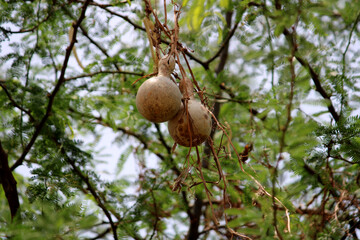 Close-up view of the wild fruit.