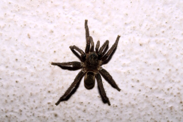 Close-up view of the house spider.