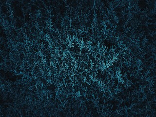 Texture grass. Pattern texture of leaves. Plants texture for designers. Tropical leaves texture. Background tropical grass. Plants pattern. Closeup green juicy grass. Green leaves Background.