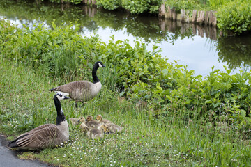 Kanadagänse mit kleinen Küken im Gras	