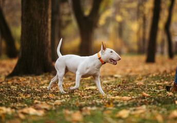 White dog  bull terrier running in park autumn