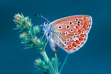 Obraz premium Macro shots, Beautiful nature scene. Closeup beautiful butterfly sitting on the flower in a summer garden.