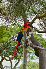 Parrot - Big Island