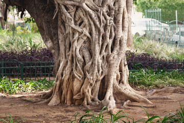 Fototapeta na wymiar Strange Banyan or ficus tree trunk growing on israeli town street