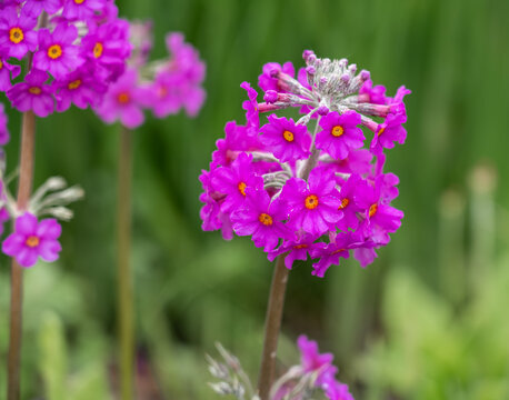 closeup of flowering pink purple Primula Beesiana 