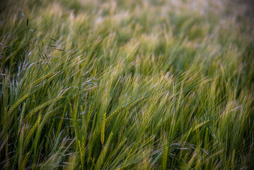 Wheat field in evening colours, young crop