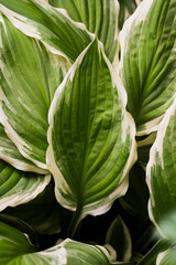 hosta leaves are white-green. green leaf of hosta plantaginea with white border