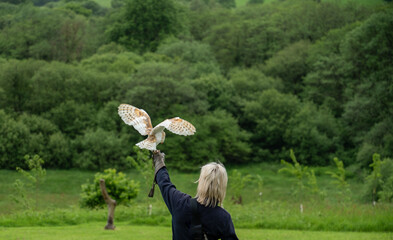 a barn owl (Tyto alba) in a demonstration at a Bird of Prey Centre