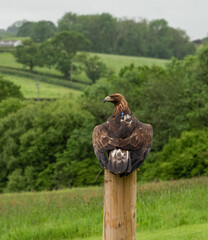 'Midas' a young Golden Eagle (Aquila chrysaetos) demonstrating at a Bird of Prey centre