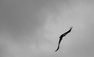 'Midas' a young Golden Eagle (Aquila chrysaetos) demonstrating at a Bird of Prey centre