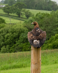 'Midas' a young Golden Eagle (Aquila chrysaetos) demonstrating at a Bird of Prey centre
