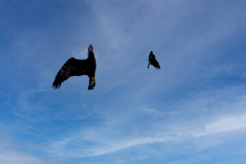 'Midas' a young Golden Eagle (Aquila chrysaetos) demonstrating at a Bird of Prey centre