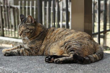 横向きで目をつぶったトラ柄の野良猫