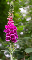close up of beautiful summer purple pink foxgloves (Digitalis purpurea / lady's glove) in bloom