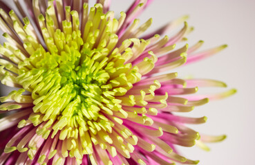 Large bud of beautiful chrysanthemum Rosanna Charlotte with pink and green petals macro photo. Duo toned chrysanthemum flower big blooms, collectively known as kotengiku or antique chrysanthemums.